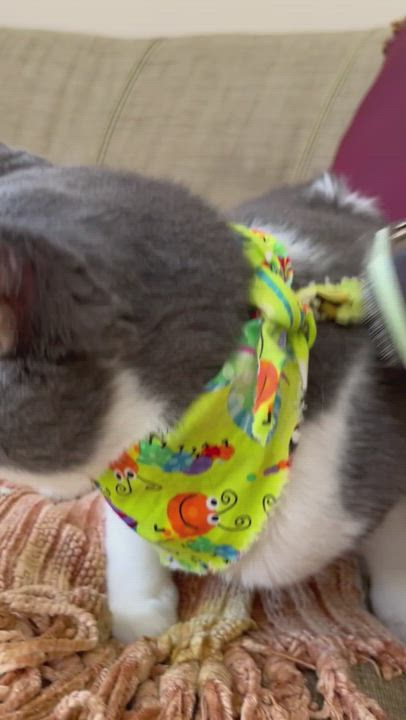 Enlarge JoJo, a Adopted Domestic Short Hair in Parkland, FL video 6/6