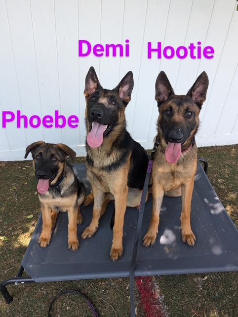 Hootie, Adoptable, Young Male Belgian Shepherd / Malinois.