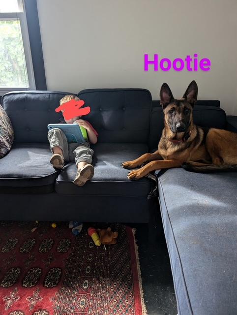 Enlarge Hootie, a Adoptable Belgian Shepherd / Malinois in Far Rockaway, NY image 3/3