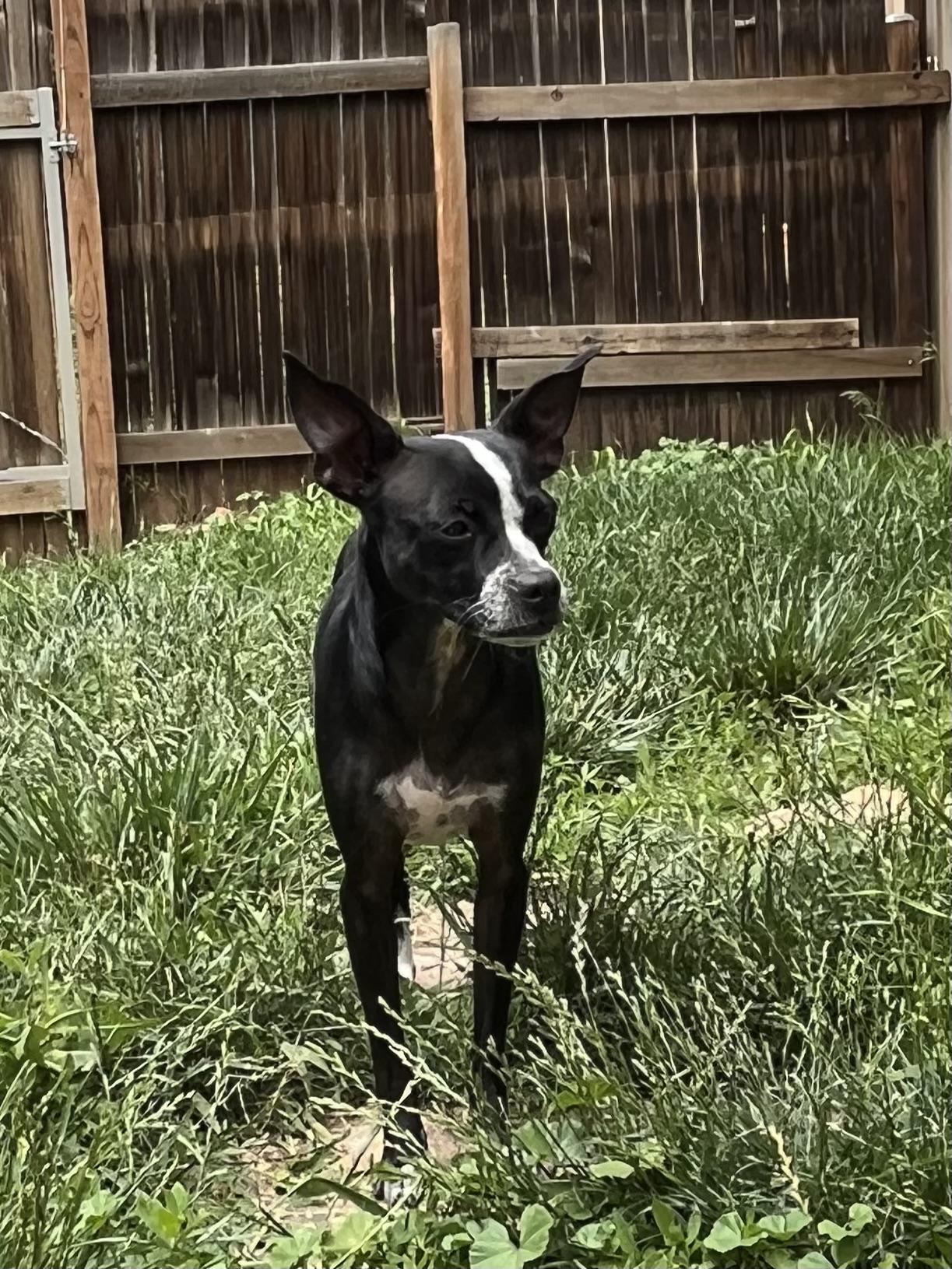 Millie, a Adoptable mixed breed in Colorado Springs, CO image 3/5