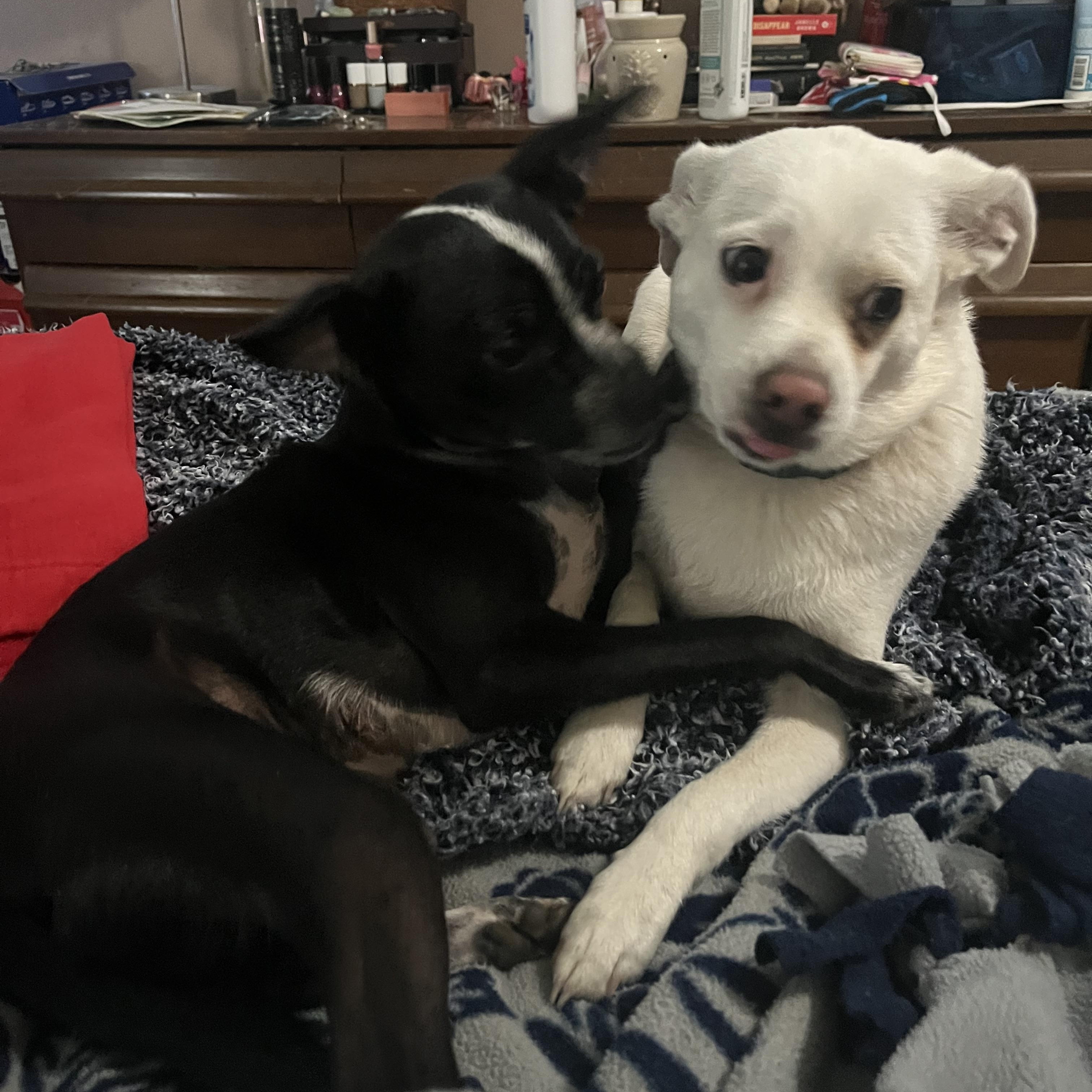 Millie, a Adoptable mixed breed in Colorado Springs, CO image 5/5