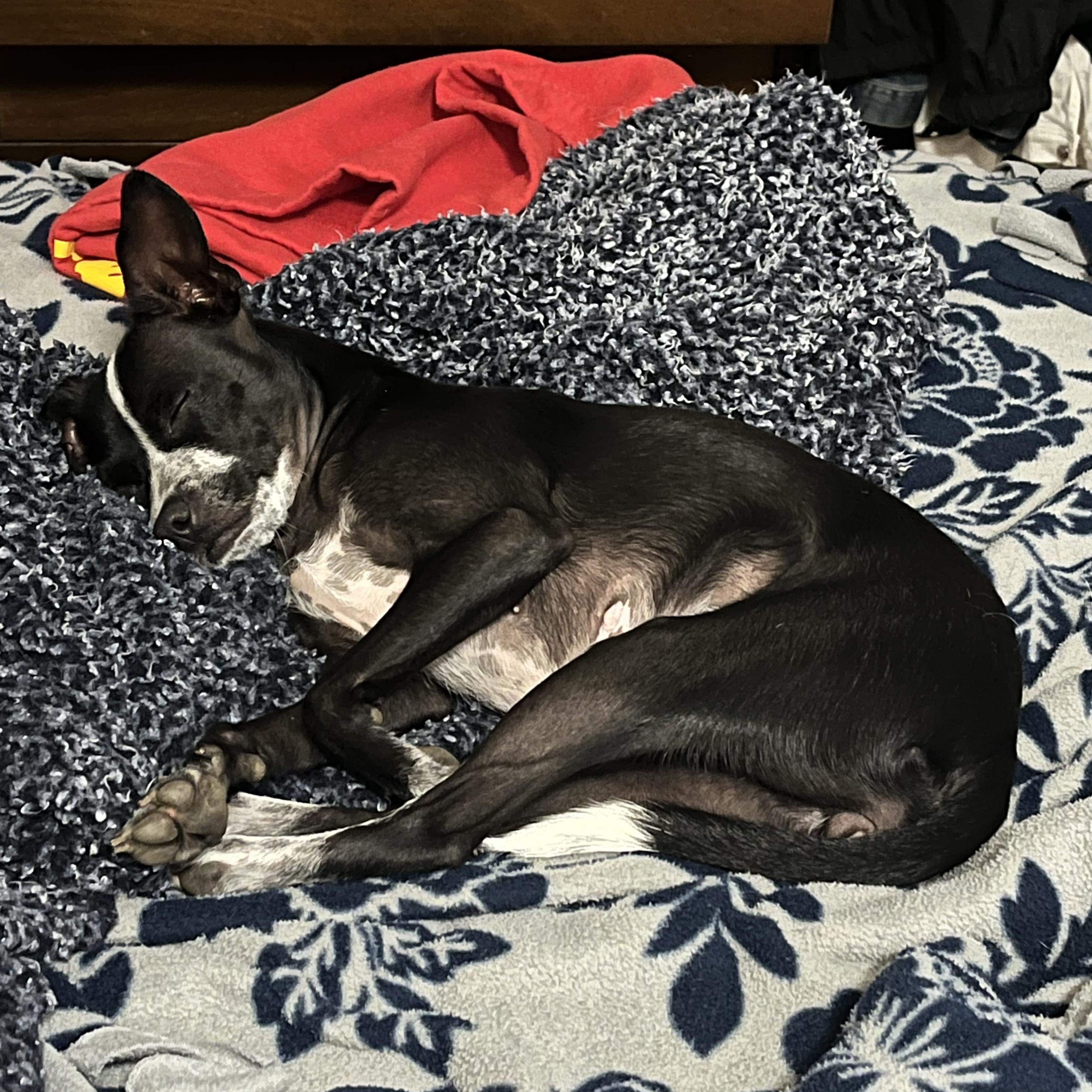 Millie, a Adoptable mixed breed in Colorado Springs, CO image 4/5