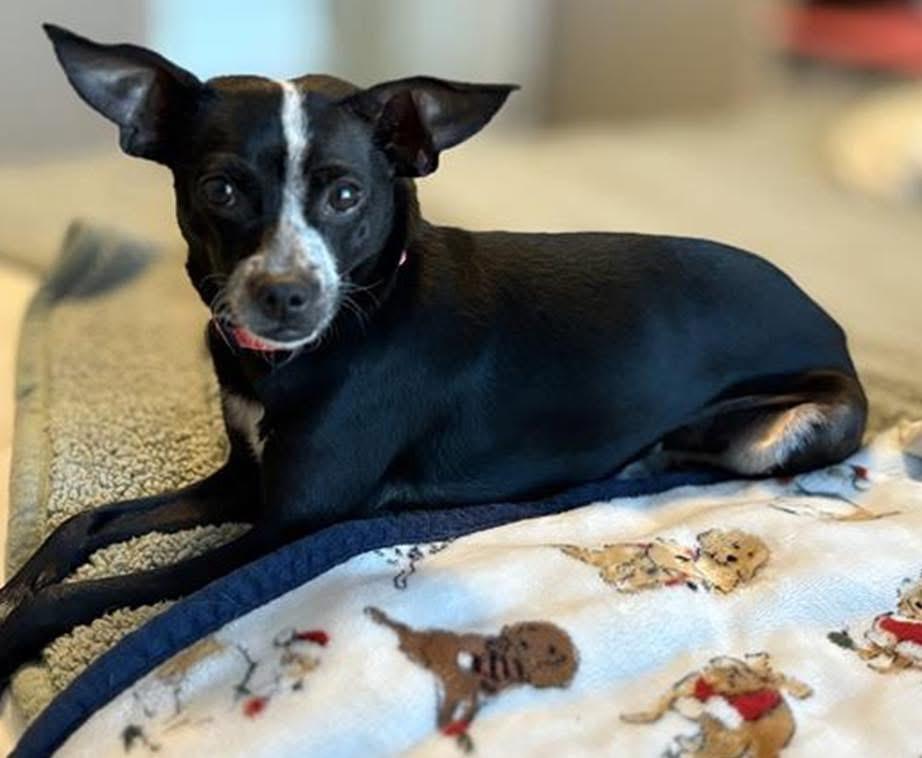 Millie, a Adoptable mixed breed in Colorado Springs, CO image 1/5