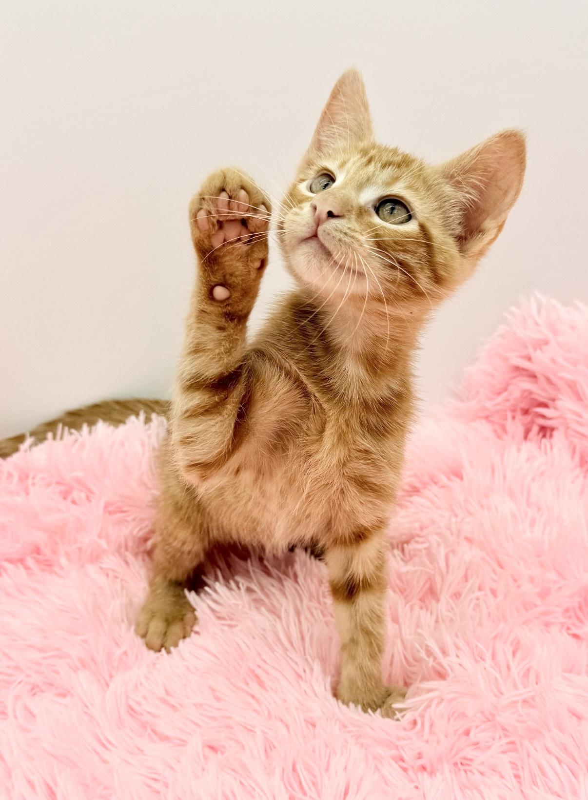 Enlarge Crunchwrap Supreme, a Adoptable Domestic Short Hair in Covington, LA image 1/6