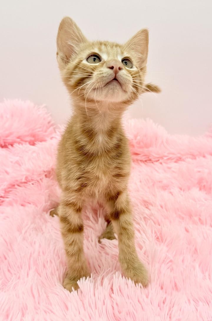 Enlarge Crunchwrap Supreme, a Adoptable Domestic Short Hair in Covington, LA image 2/6
