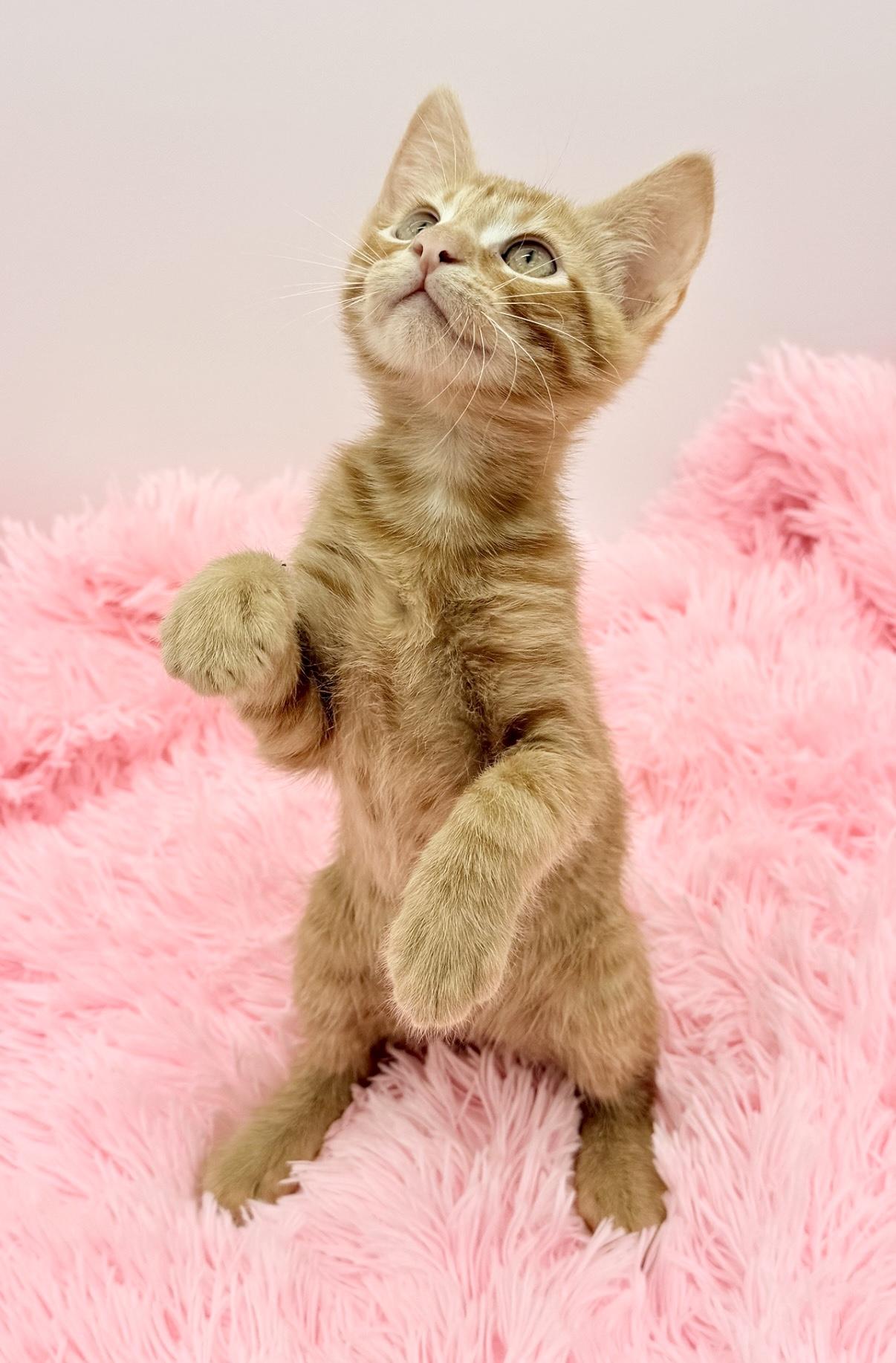 Enlarge Crunchwrap Supreme, a Adoptable Domestic Short Hair in Covington, LA image 5/6