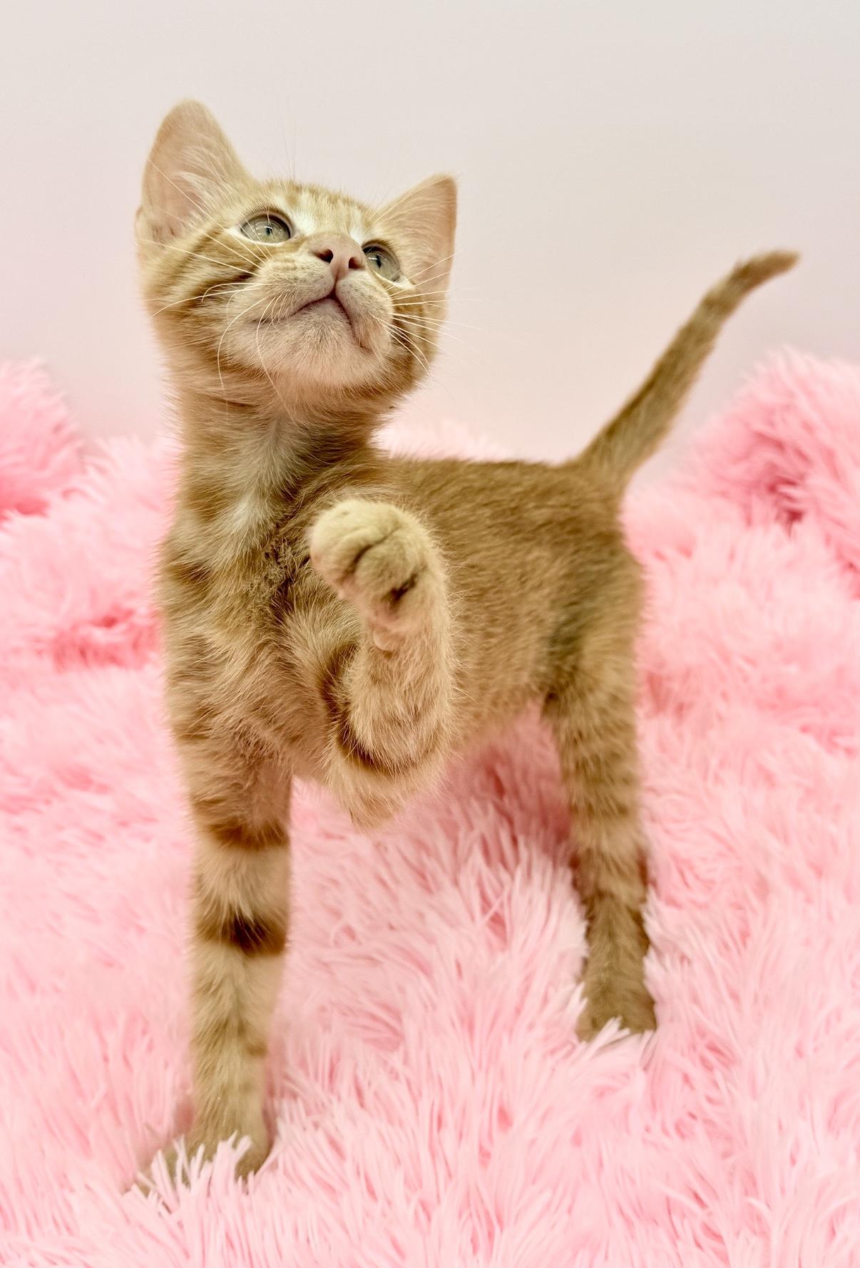 Enlarge Crunchwrap Supreme, a Adoptable Domestic Short Hair in Covington, LA image 4/6