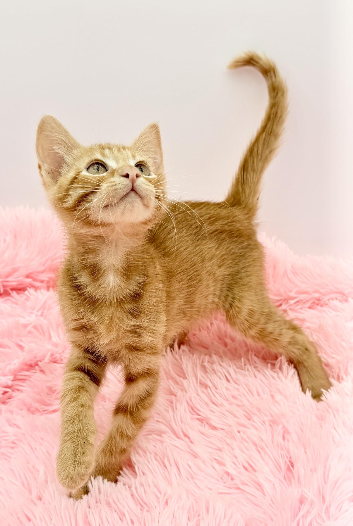 Enlarge Crunchwrap Supreme, a Adoptable Domestic Short Hair in Covington, LA image 3/6