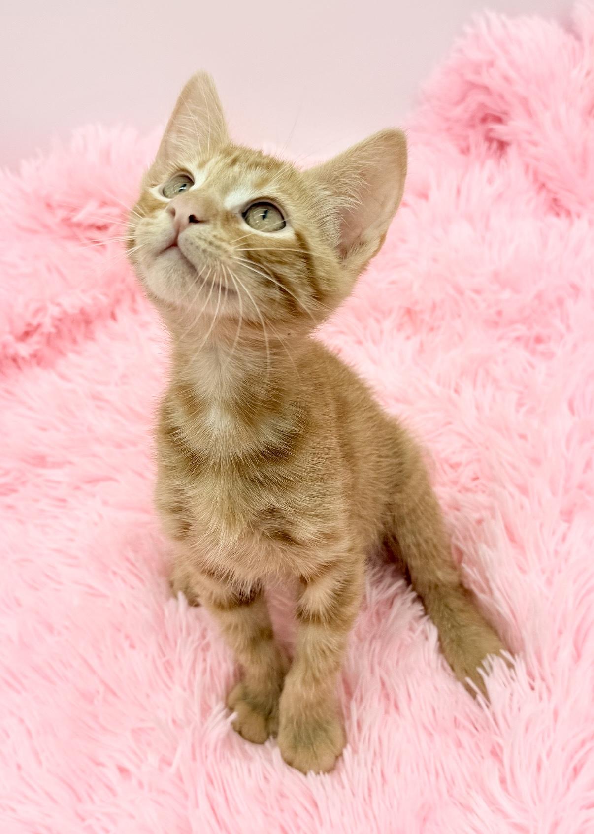 Enlarge Crunchwrap Supreme, a Adoptable Domestic Short Hair in Covington, LA image 6/6