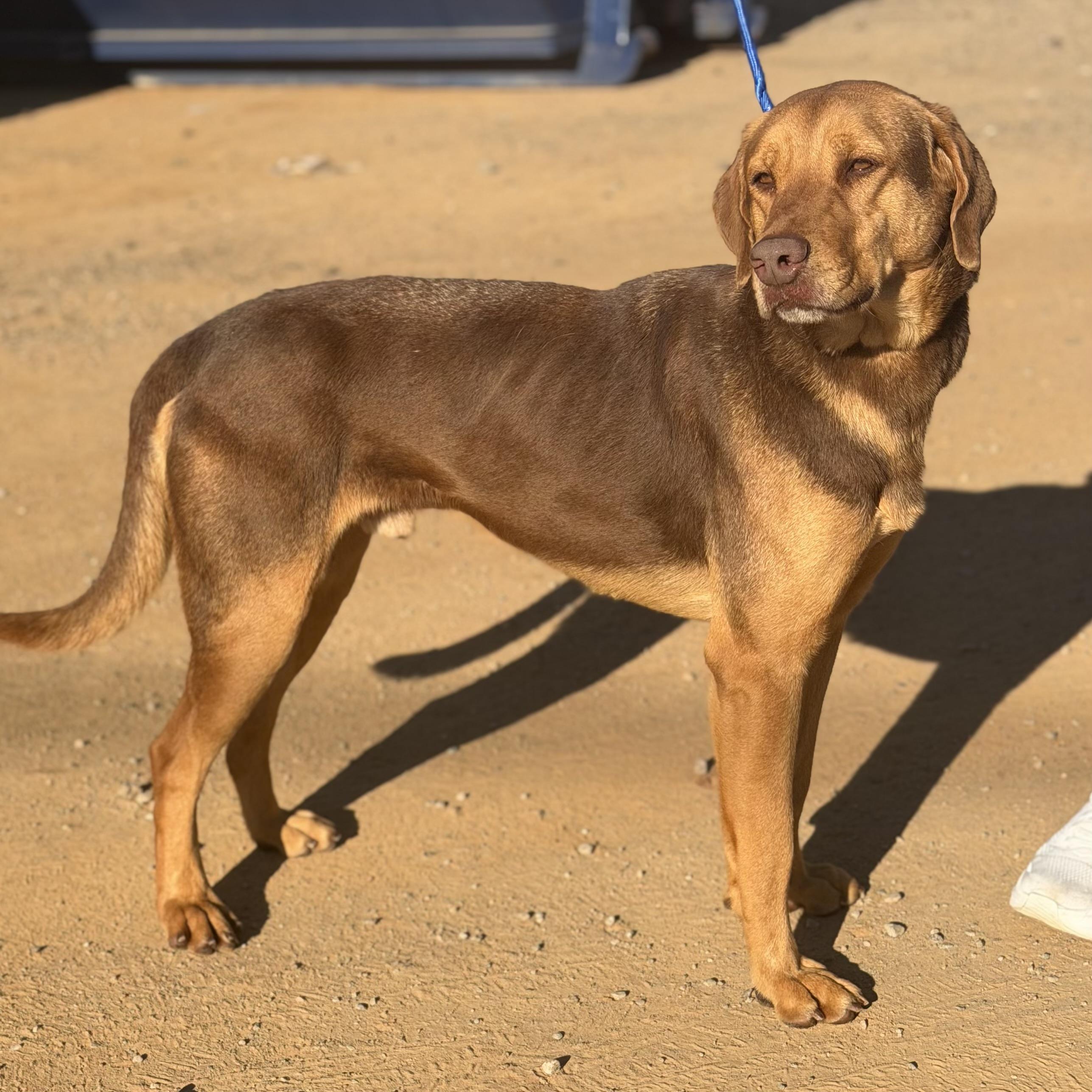 Cosmo — thumbnail 2