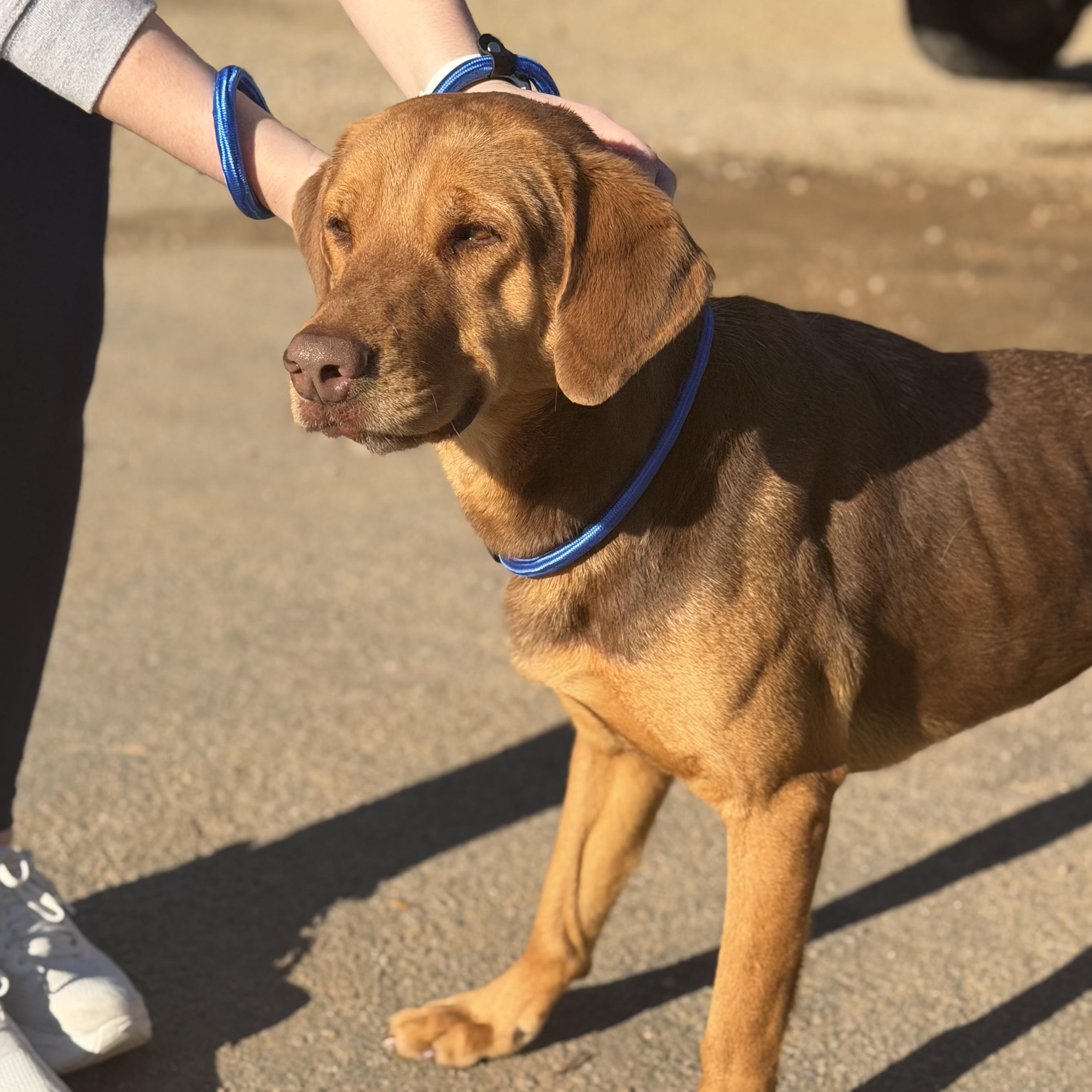 Cosmo — thumbnail 3