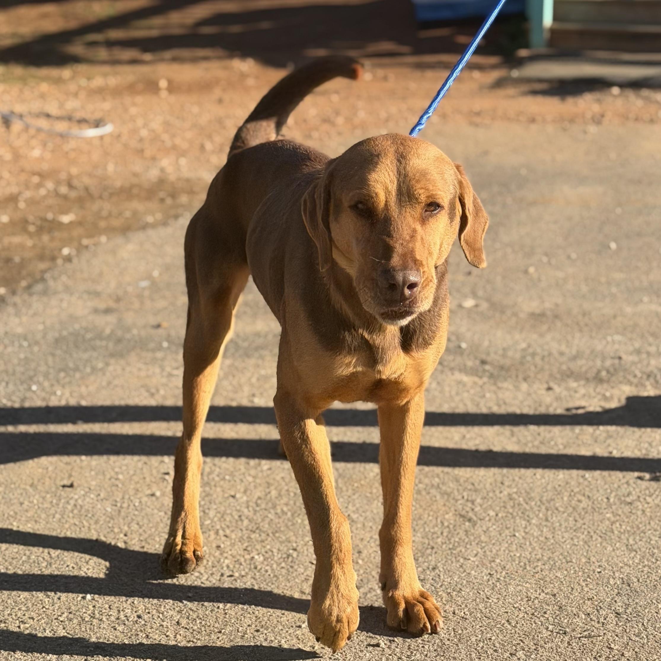 Cosmo — thumbnail 5