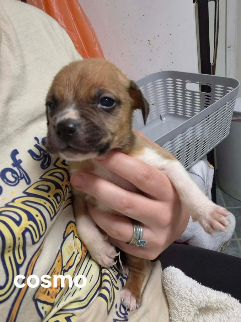 Cosmo, Adoptable, Puppy Male Boston Terrier & Mixed Breed.