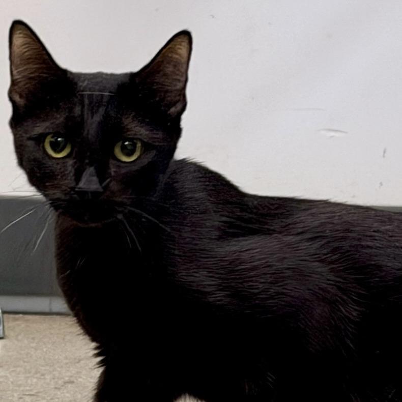 Wednesday, Adoptable, Adult Female Domestic Short Hair.