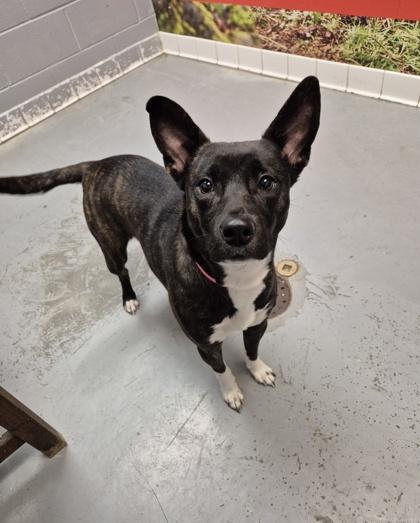 Shadow, adopted, Young Female Mixed Breed.