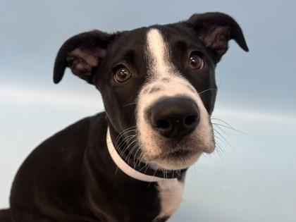 Harper Luna, Adoptable, Puppy Female Pit Bull Terrier & Border Collie.