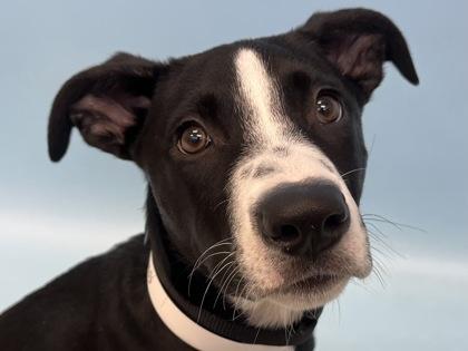 Harper Luna, a Adoptable mixed breed in Woodbury, MN image 2/2