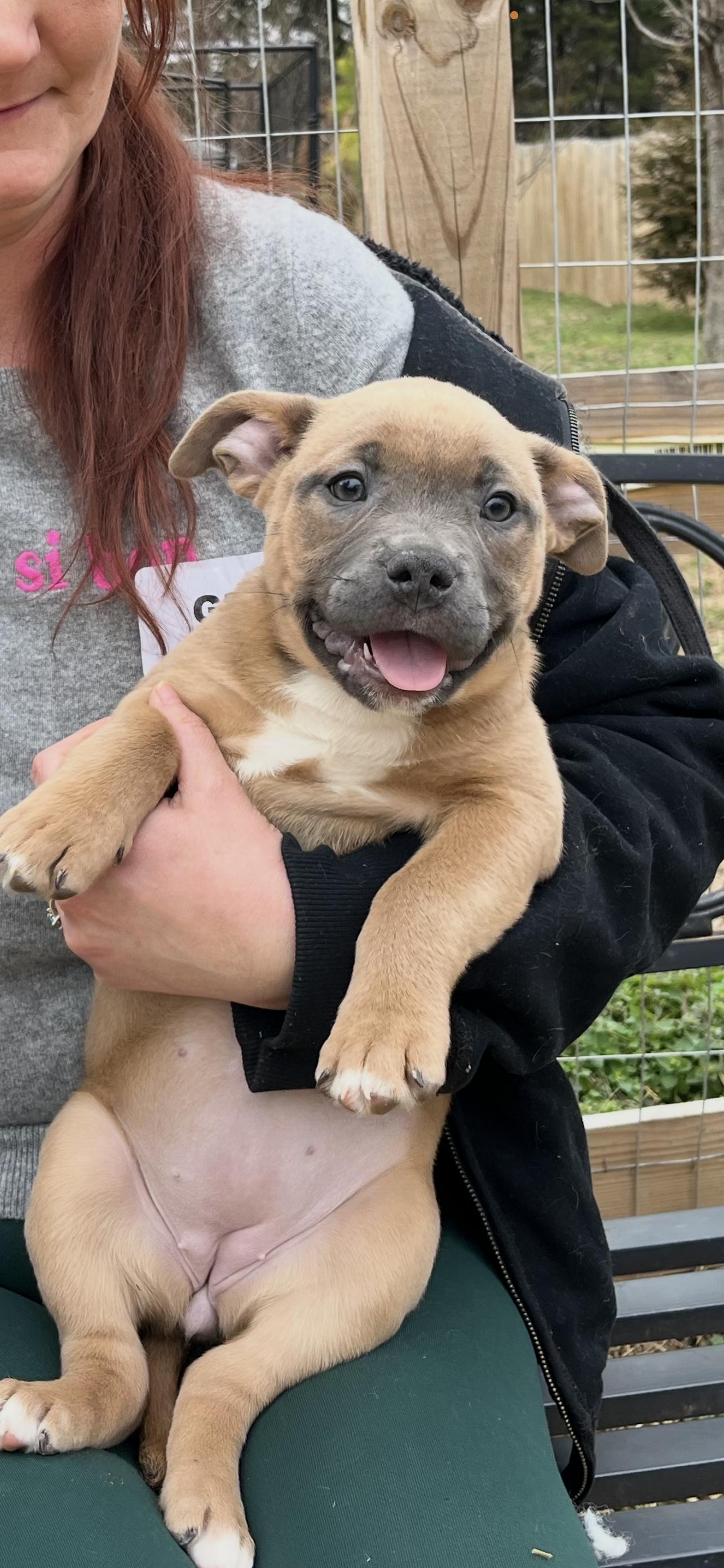 Rosie, ADOPTABLE, Puppy Female Mixed Breed & American Staffordshire Terrier.
