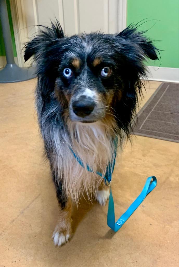 Enlarge Duke, a Adoptable Australian Shepherd in Thayne, WY image 1/6