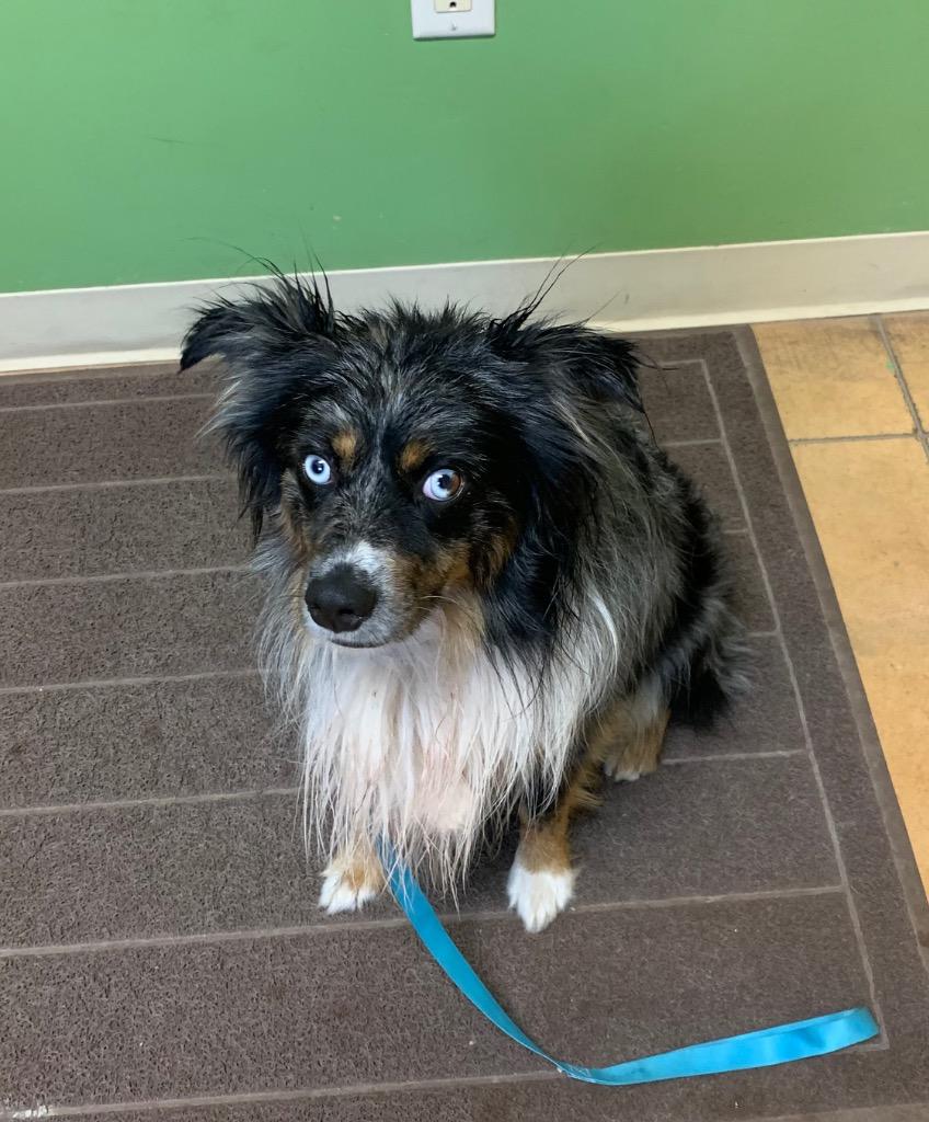Enlarge Duke, a Adoptable Australian Shepherd in Thayne, WY image 2/6