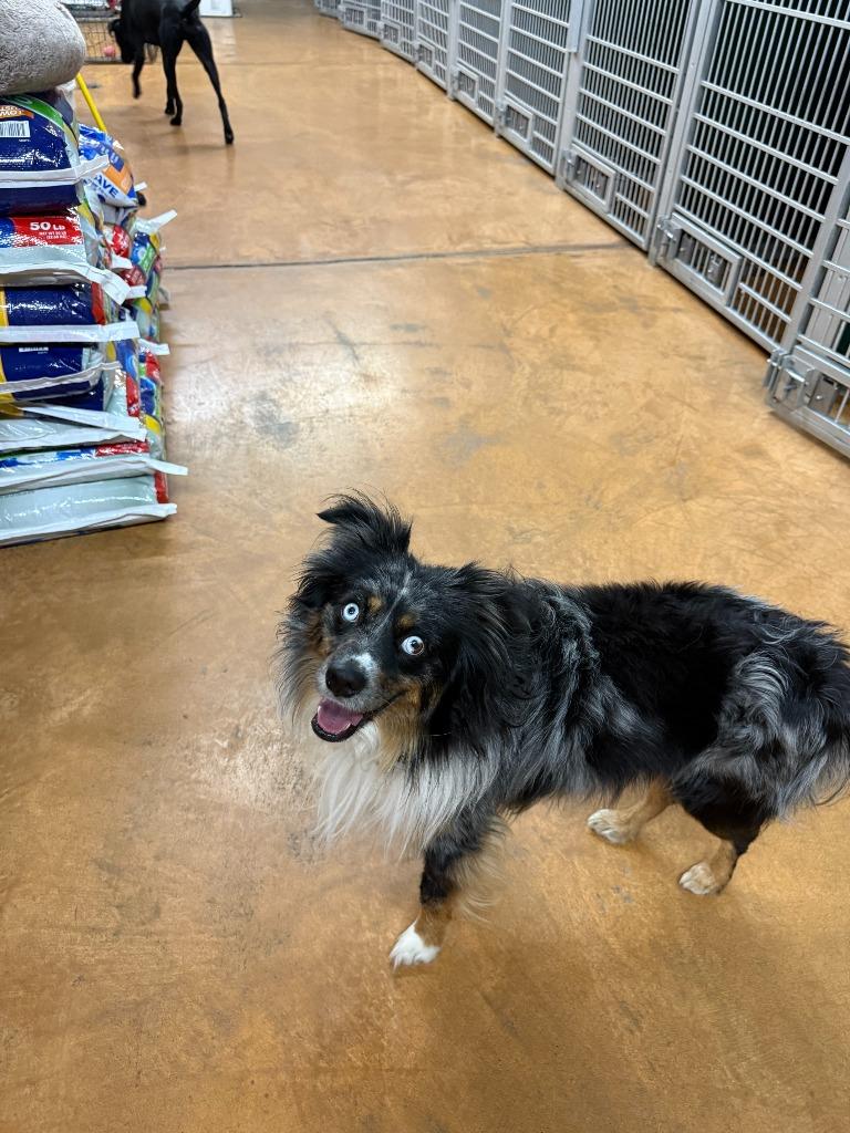 Enlarge Duke, a Adoptable Australian Shepherd in Thayne, WY image 3/6