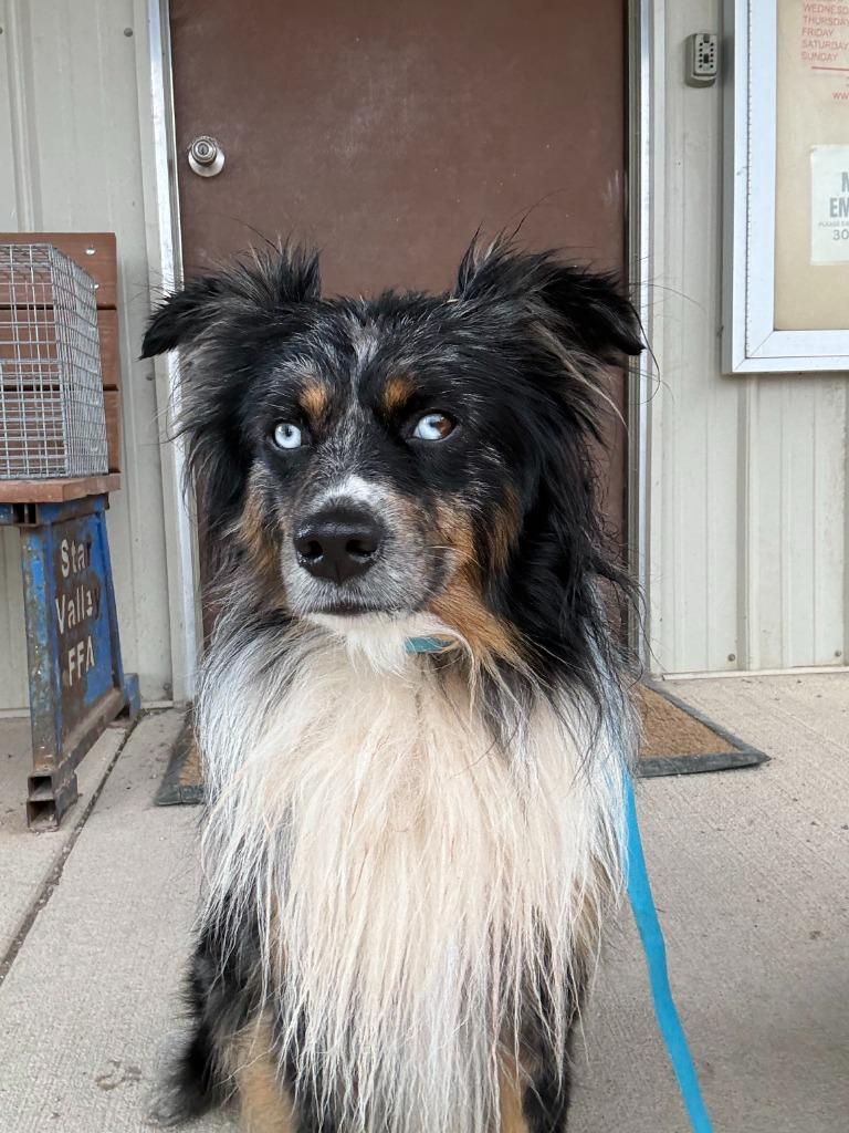 Enlarge Duke, a Adoptable Australian Shepherd in Thayne, WY image 4/6