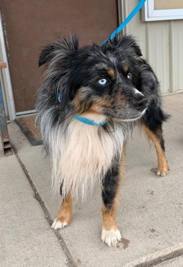 Enlarge Duke, a Adoptable Australian Shepherd in Thayne, WY image 5/6