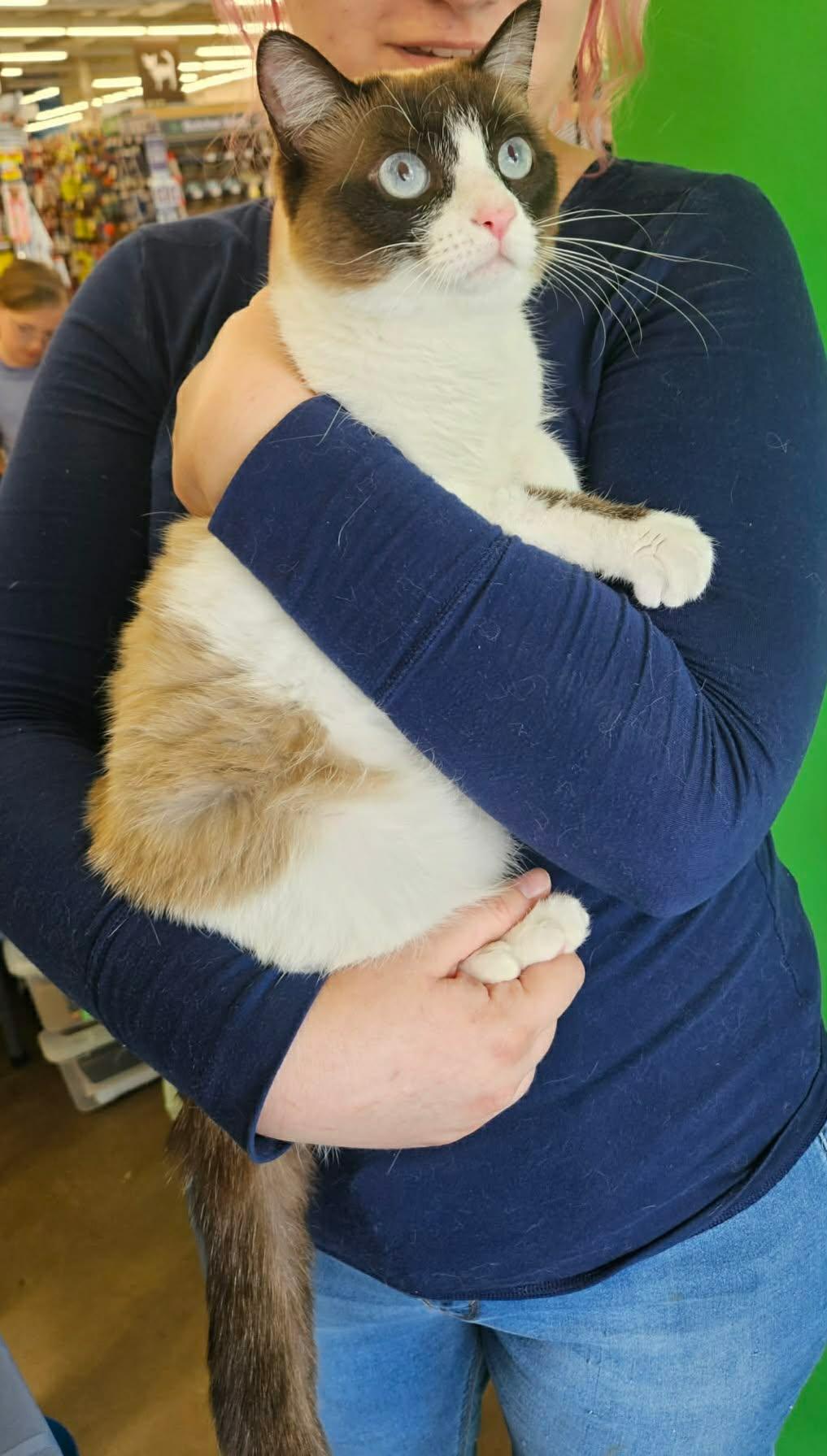 Enlarge Nysa, an adopted Siamese in Fairborn, OH image 4/4