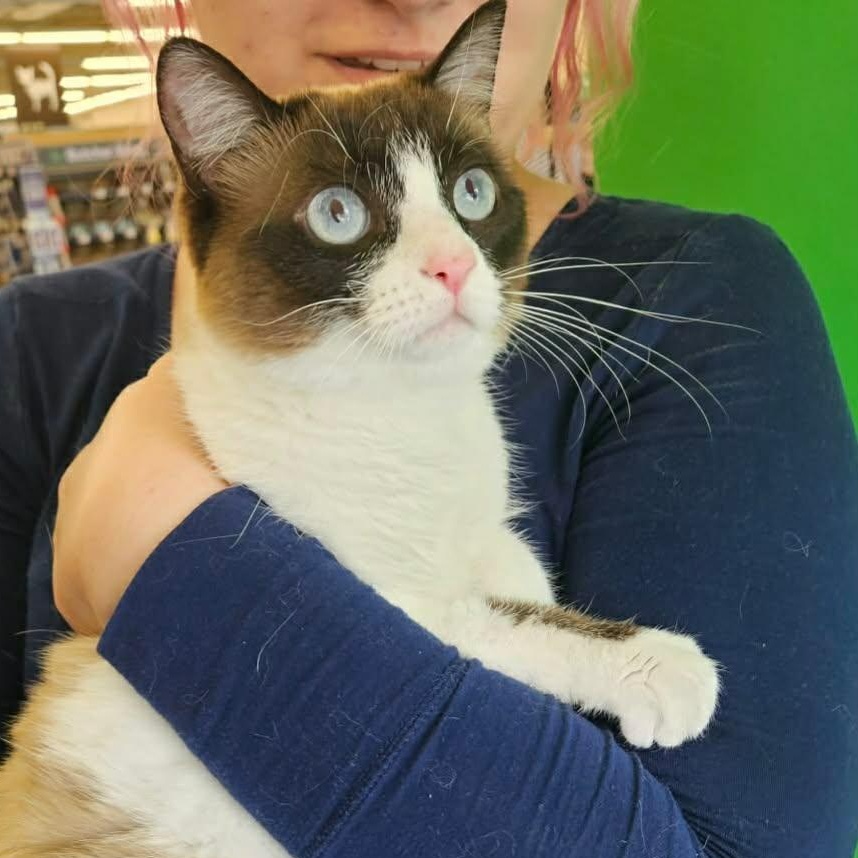 Enlarge Nysa, an adopted Siamese in Fairborn, OH image 2/4