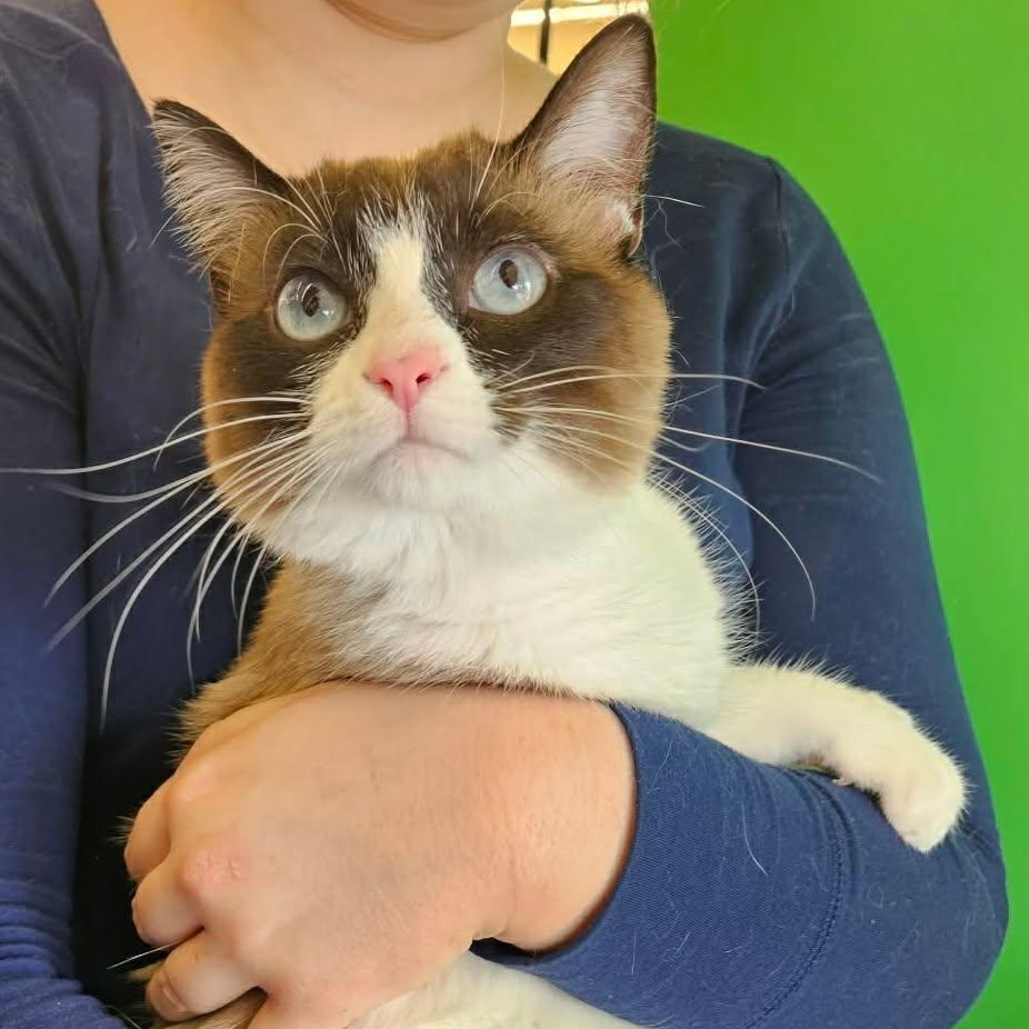 Nysa, adopted, Young Female Siamese.