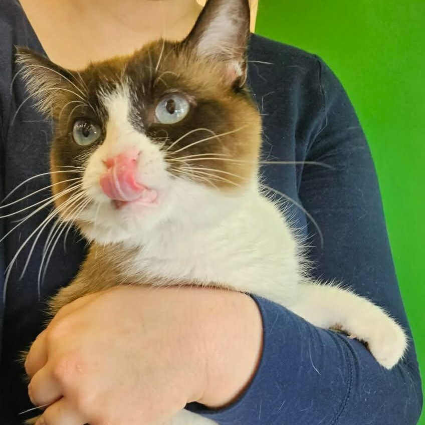 Enlarge Nysa, an adopted Siamese in Fairborn, OH image 3/4