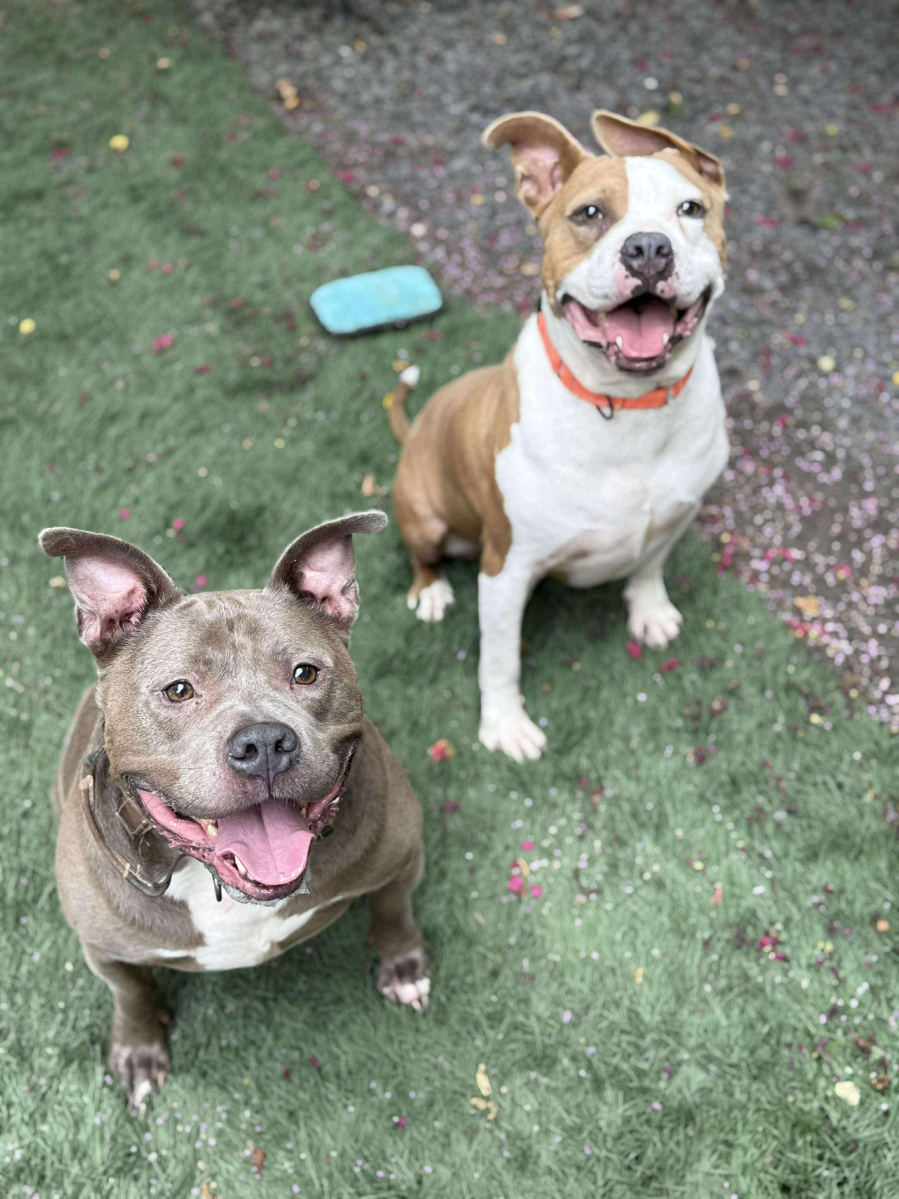 Monty, a Adoptable mixed breed in Boise, ID image 3/6