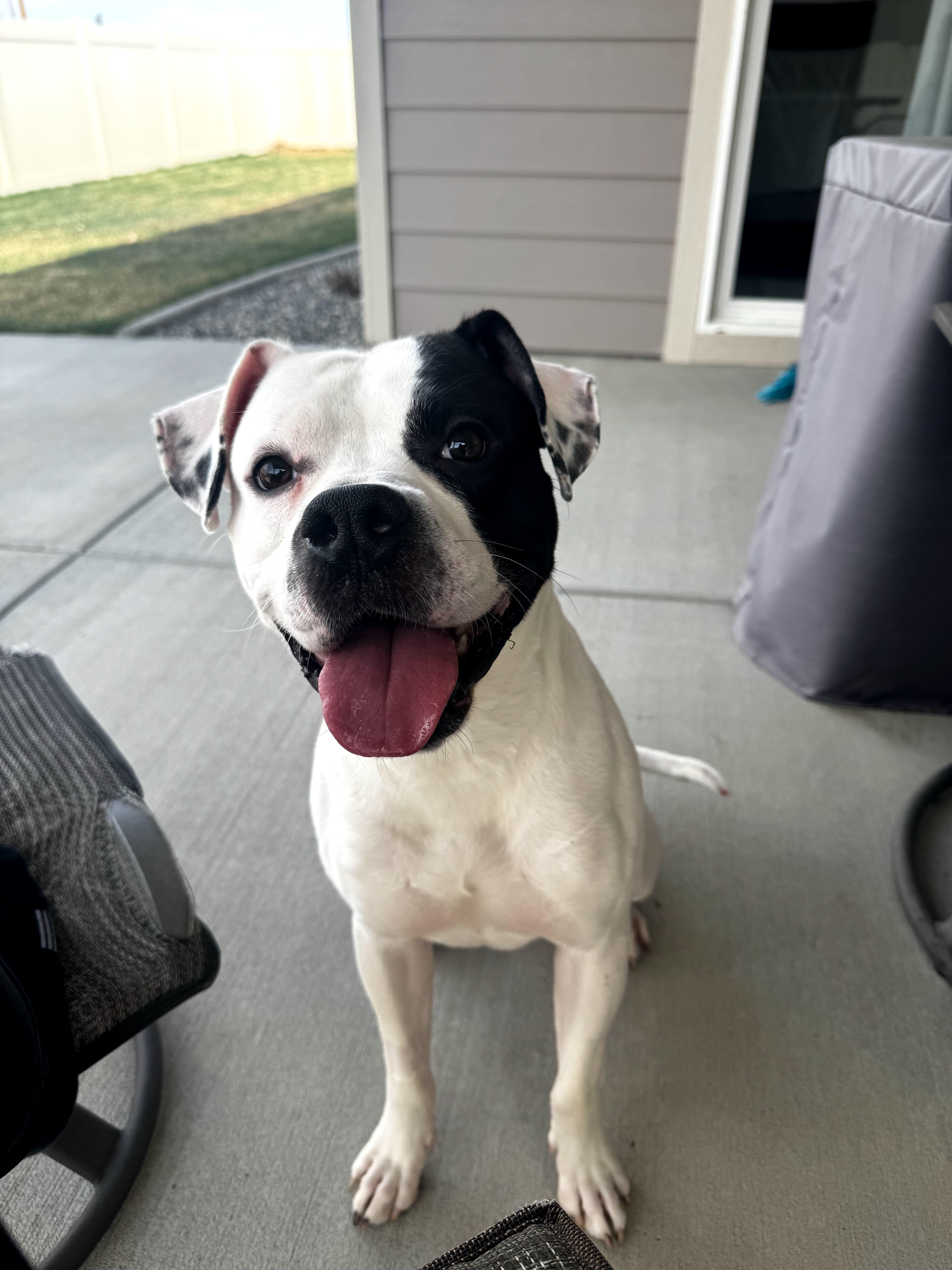 Max, ADOPTABLE, Adult Male Pit Bull Terrier.