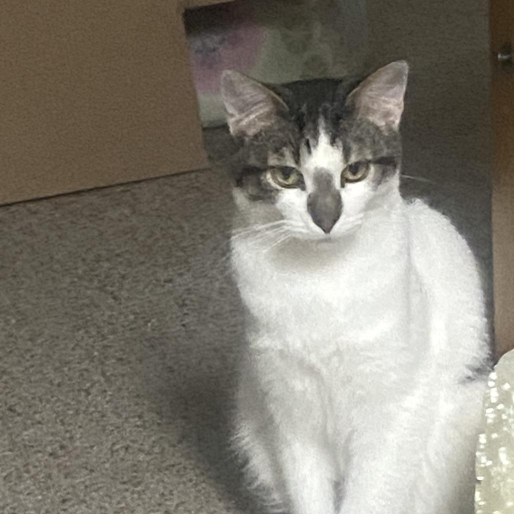 Enlarge Gizmo *Off-Site Foster Home*, a Adoptable Domestic Short Hair in Troy, IL image 1/1