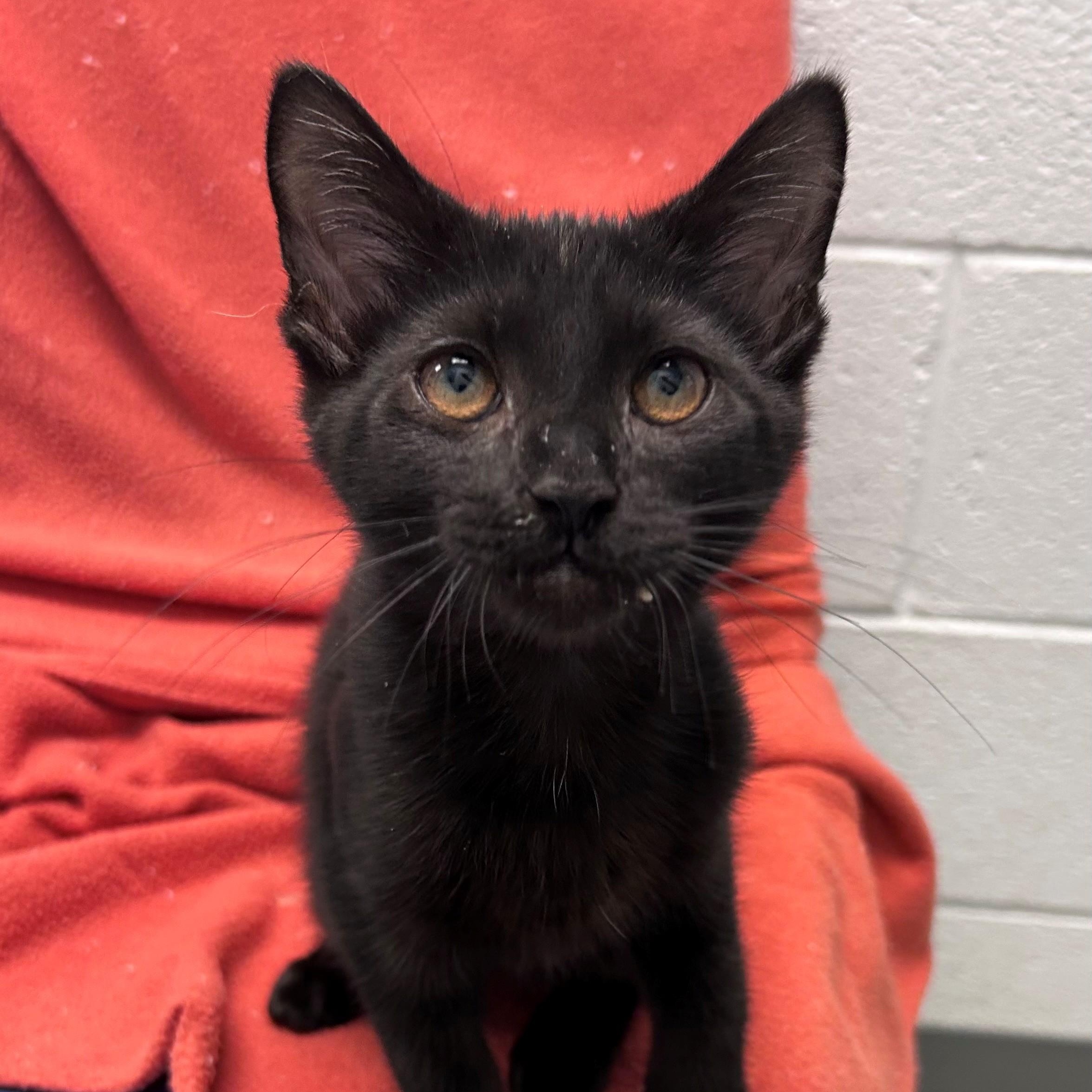 Twilight, ADOPTABLE, Young Male Domestic Short Hair.