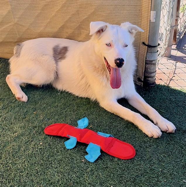 ECHO, Adoptable, Young Male Australian Shepherd & Mixed Breed.