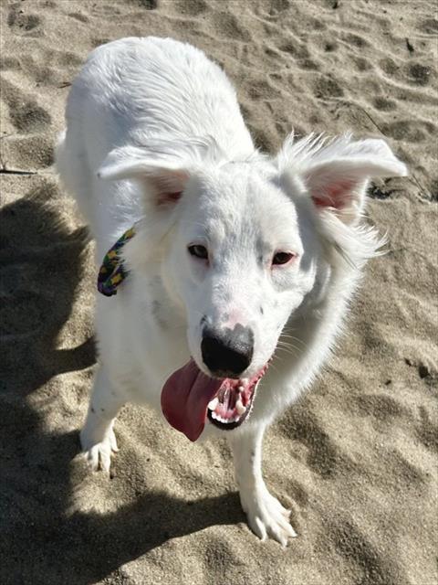 Enlarge ECHO, a Adoptable mixed breed in Salinas, CA image 1/1