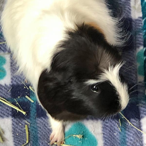 Blossom - Bonded Buddy With Willow, Adoptable, Adult Female Guinea Pig.