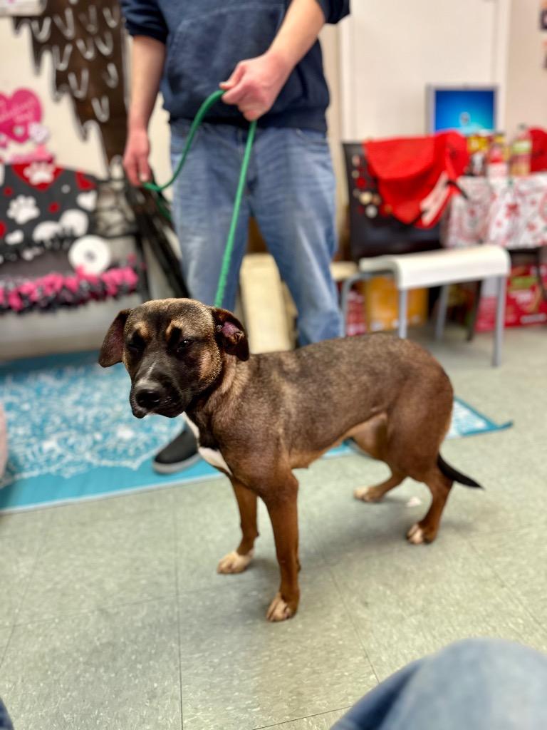 Maya, a Adoptable mixed breed in Albany, GA image 1/3