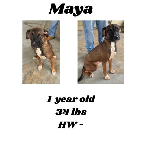 Maya, Adoptable, Young Female Black Mouth Cur & Mixed Breed.