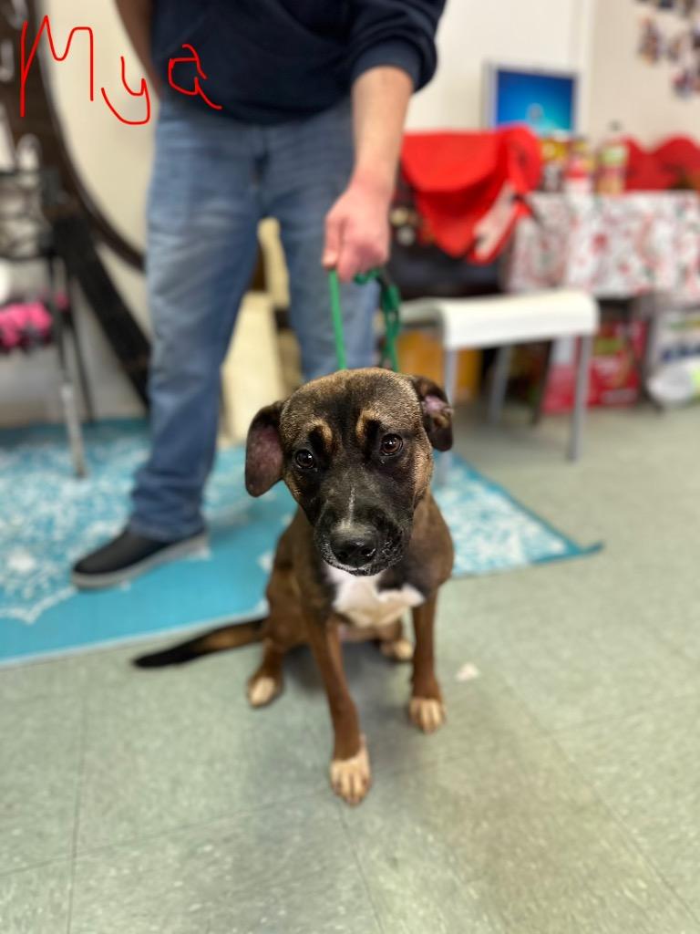 Maya, a Adoptable mixed breed in Albany, GA image 2/3