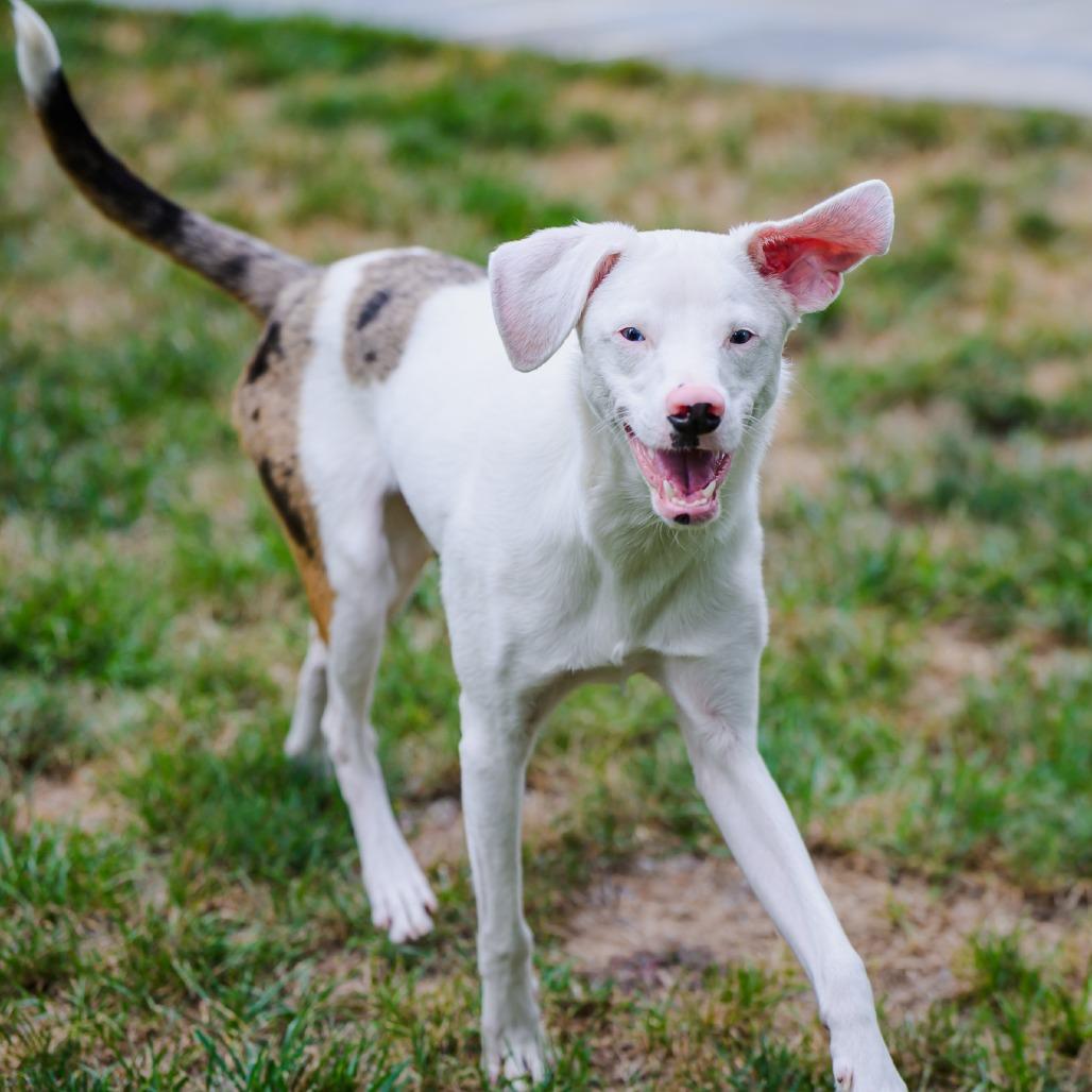 Noah, Adoptable, Young Male Australian Shepherd.