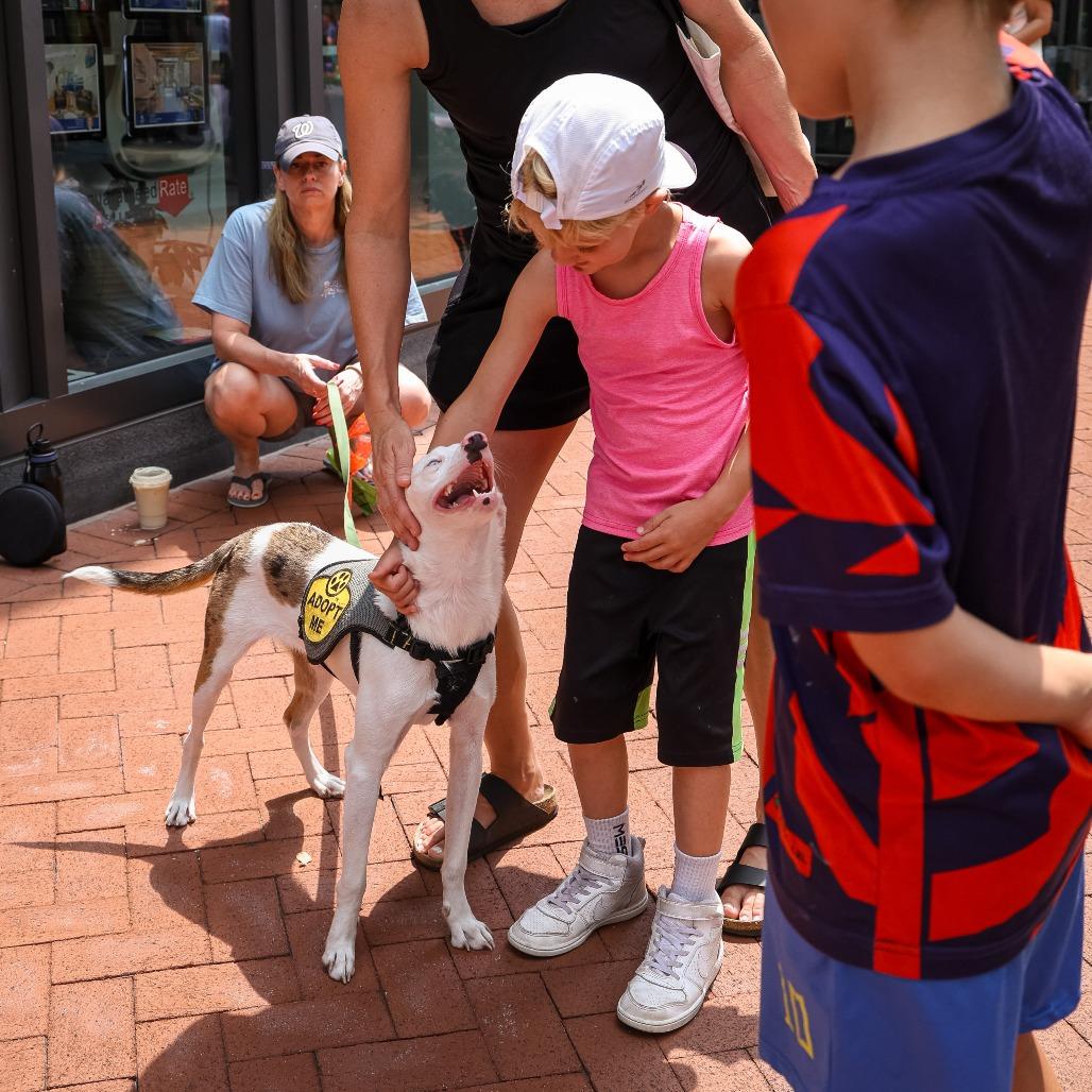 Noah, a Adoptable Australian Shepherd in Washington, DC image 2/6