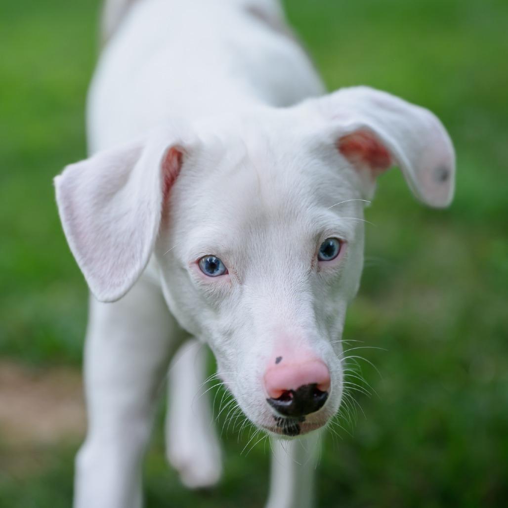 Noah, a Adoptable Australian Shepherd in Washington, DC image 2/6