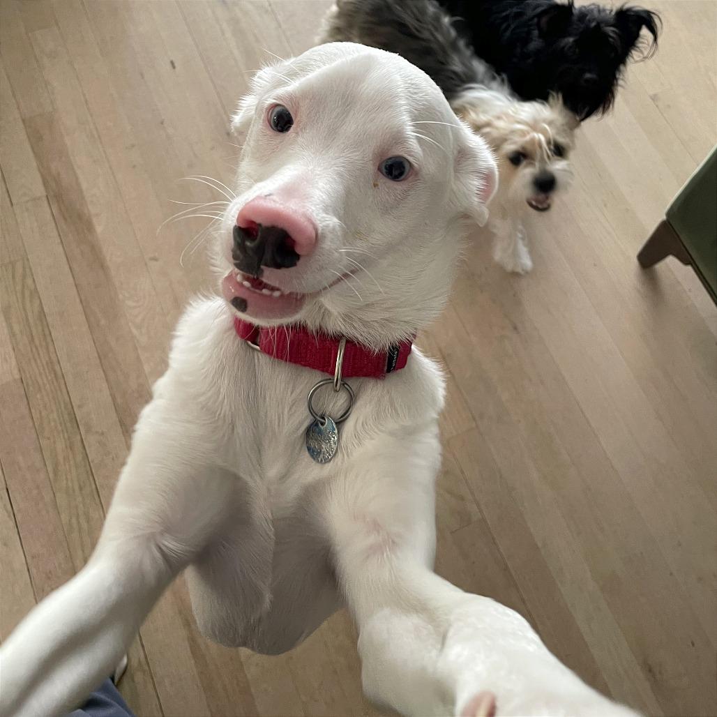 Noah, Adoptable, Young Male Australian Shepherd.