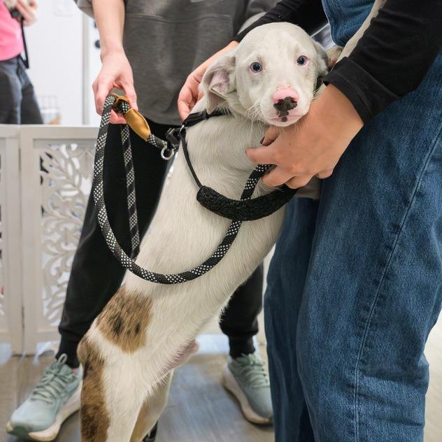 Enlarge Noah, a Adoptable Australian Shepherd in Washington, DC image 3/6