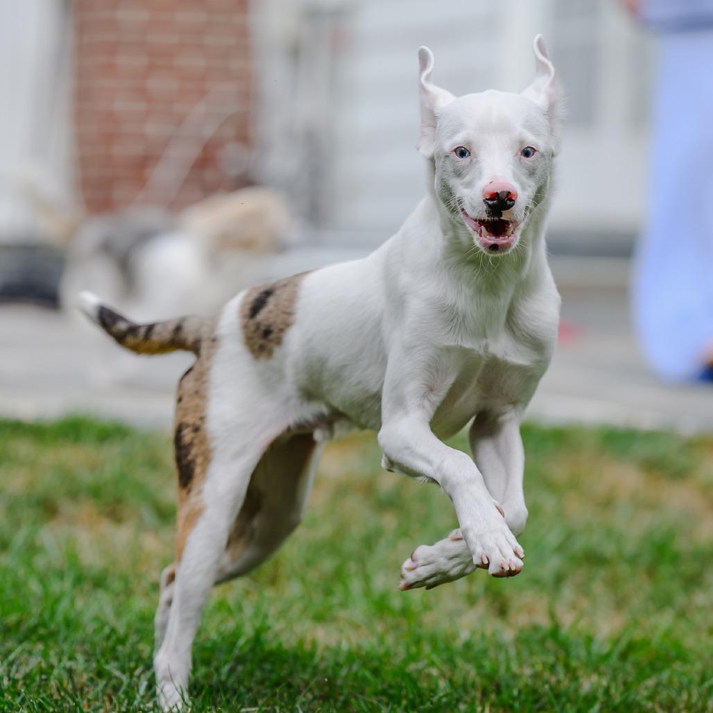 Noah, a Adoptable Australian Shepherd in Washington, DC image 4/6