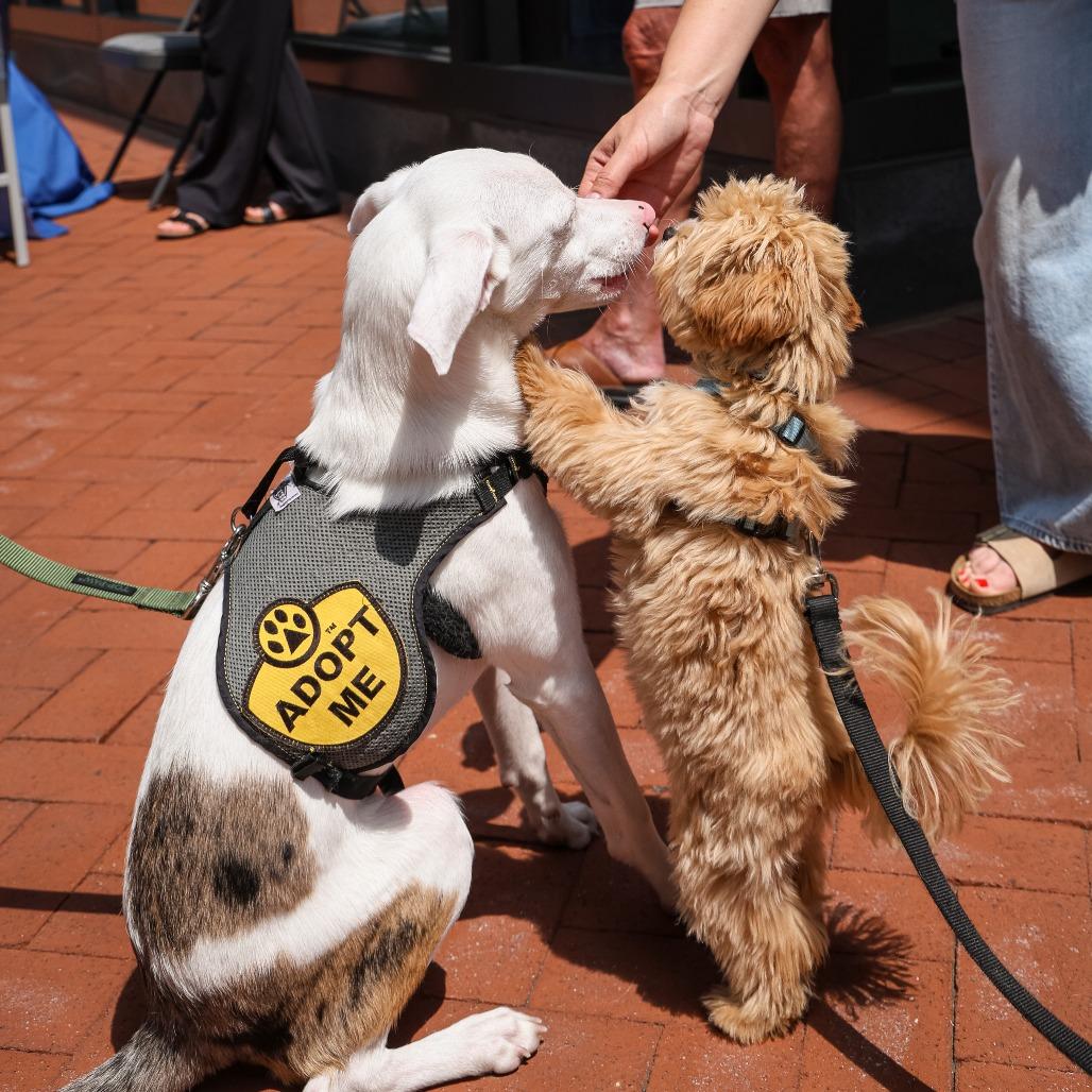 Noah, a Adoptable Australian Shepherd in Washington, DC image 5/6