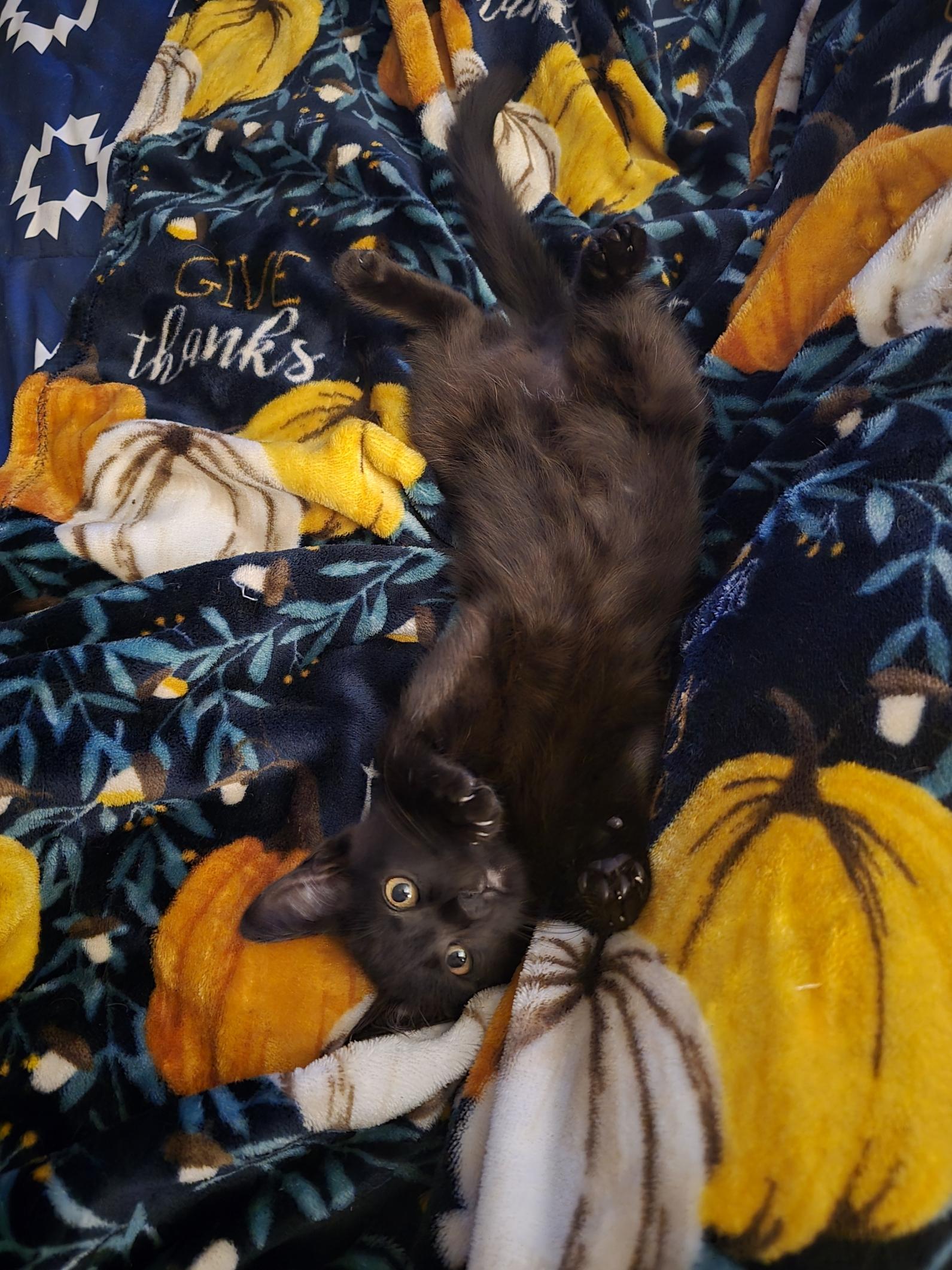 Enlarge Caramel, a ADOPTABLE mixed breed in Ripley, TN image 2/3