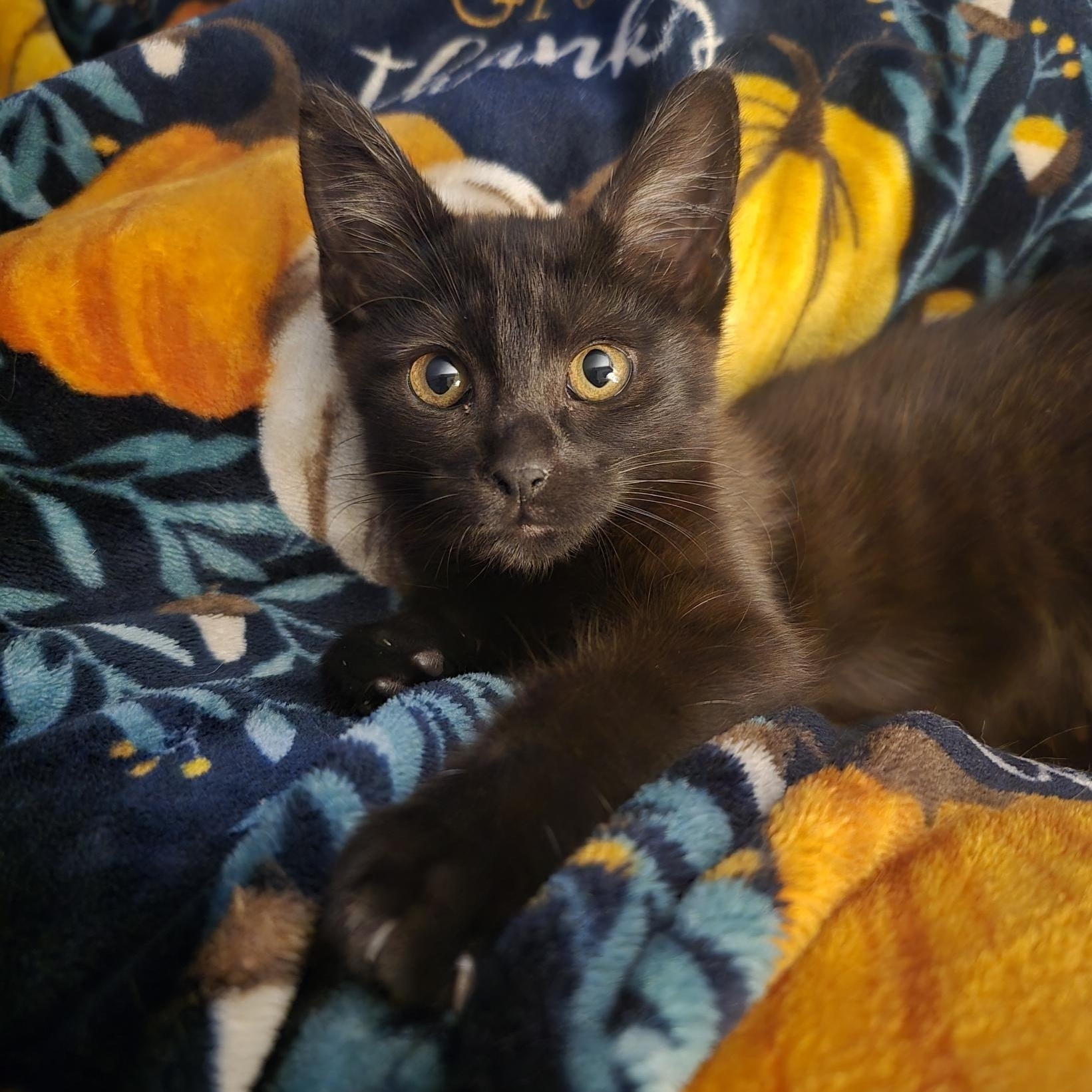 Enlarge Caramel, a ADOPTABLE mixed breed in Ripley, TN image 1/3